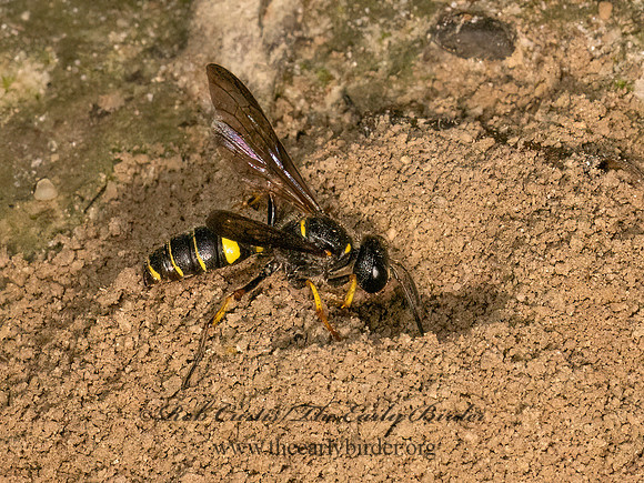 Cerceris halone  ACORN WEEVIL WASP 9080815z
