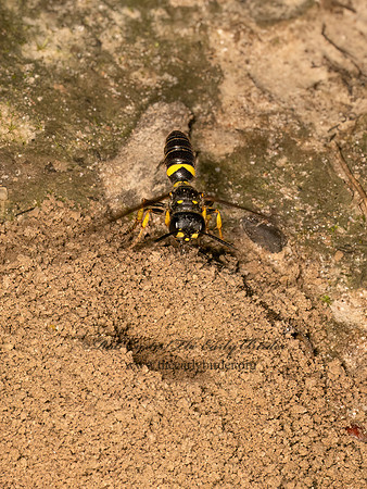 Cerceris halone  ACORN WEEVIL WASP 9080814z
