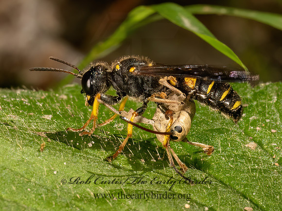 Cerceris halone  ACORN WEEVIL WASP 9080869z