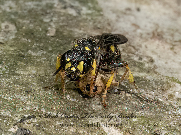 Cerceris halone  ACORN WEEVIL WASP 9081020z