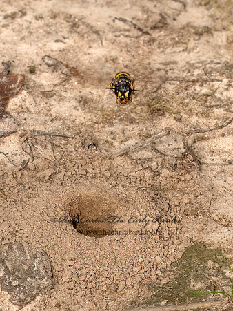 Cerceris halone  ACORN WEEVIL WASP 9080938z