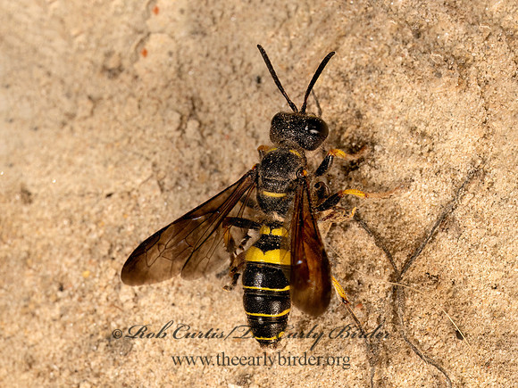 Cerceris halone  ACORN WEEVIL WASP 9080782z