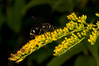 Eumenes fraternus POTTER WASP 9082016z
