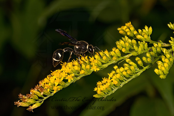 Eumenes fraternus  POTTER WASP 9082016z