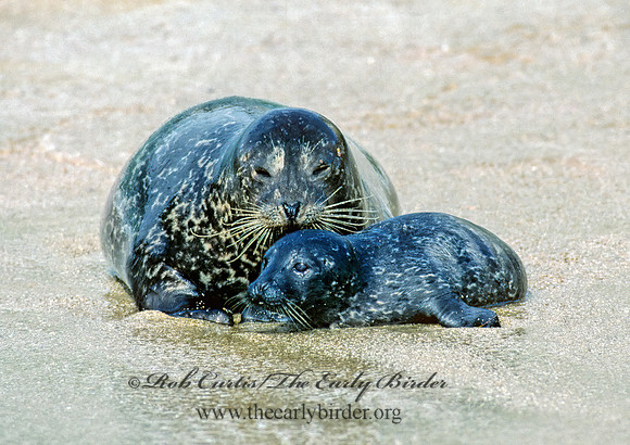Phoca vitulina  HARBOR SEAL 124406z