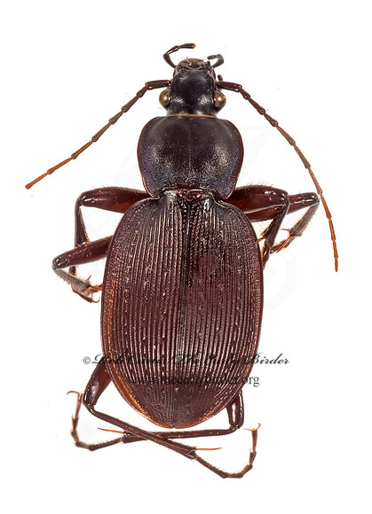 Carabus  goryir 9015890 z