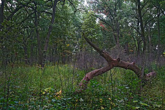 FOREST VIEW 8018315z