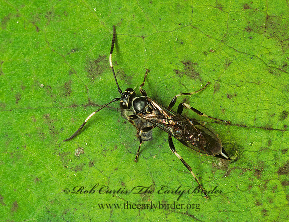 Coelichneumon navus 115407z