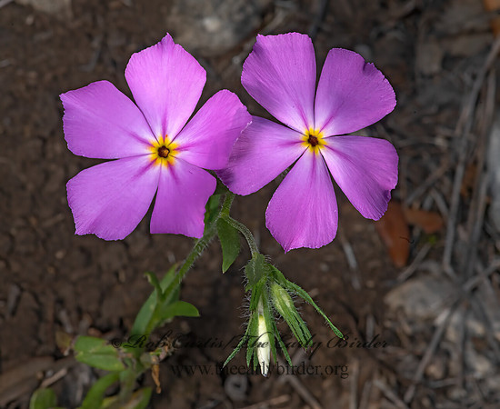 Phlox roemeriana  GOLDENEYE PHLOX 3035902z