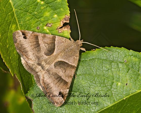 Caenurgina erechtea FORAGE LOOPER 8016992z