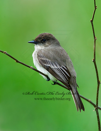 Sayornis phoebe  EASTERN PHOEBE 8012538z