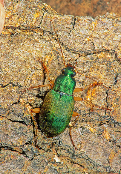 Chlaenius sericeus 193332z