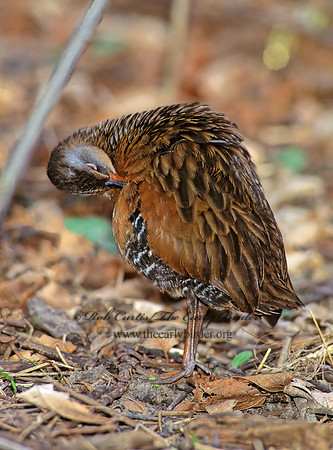 Rallus limicola  VIRGINIA RAIL 163420z