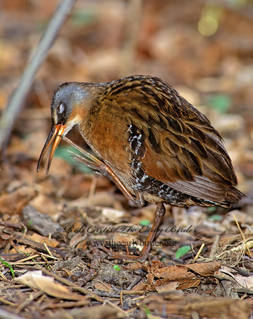 Rallus limicola  VIRGINIA RAIL 163421z