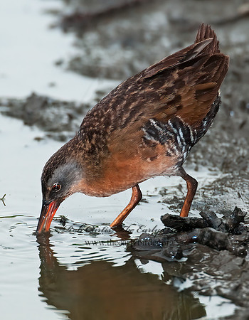 Rallus limicola  VIRGINIA RAIL 3003296z