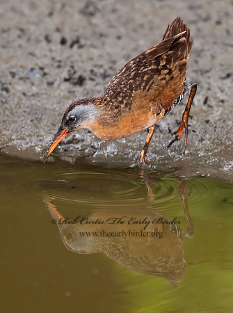Rallus limicola  VIRGINIA RAIL 3003291z
