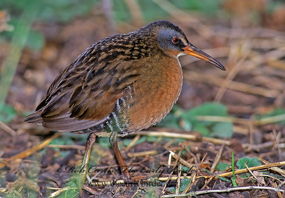 Rallus limicola  VIRGINIA RAIL 163519z