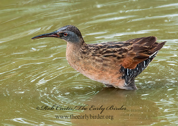 Rallus limicola  VIRGINIA RAIL 3003348z