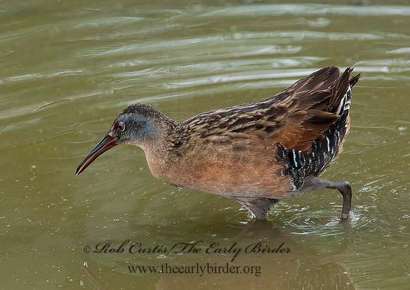 Rallus limicola  VIRGINIA RAIL 3003350z