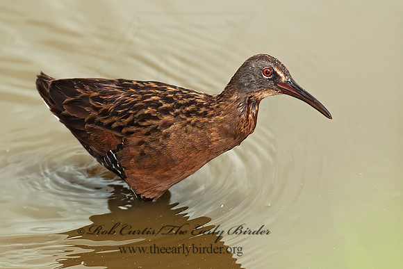 Rallus limicola  VIRGINIA RAIL 8022974z