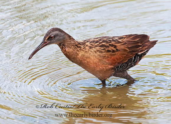 Rallus limicola  VIRGINIA RAIL 3003363z
