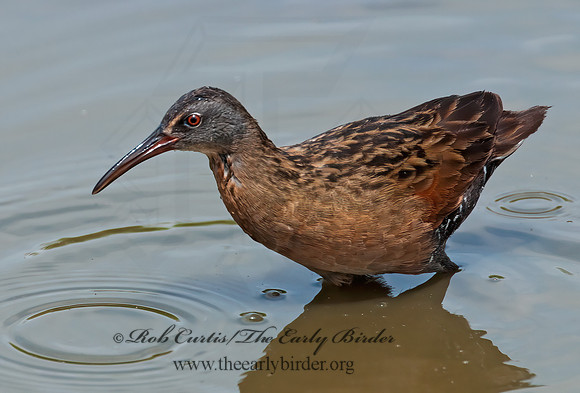 Rallus limicola  VIRGINIA RAIL 3003371z