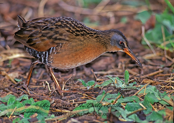 Rallus limicola  VIRGINIA RAIL 163522z