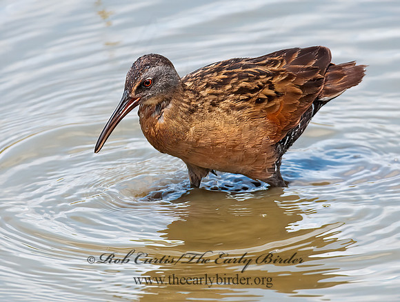 Rallus limicola  VIRGINIA RAIL 3003375z