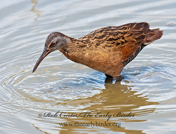 Rallus limicola  VIRGINIA RAIL 3003374z