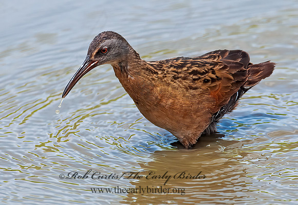 Rallus limicola  VIRGINIA RAIL 3003380z