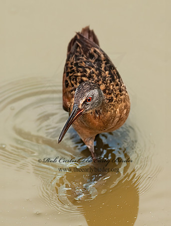 Rallus limicola  VIRGINIA RAIL 8022980z