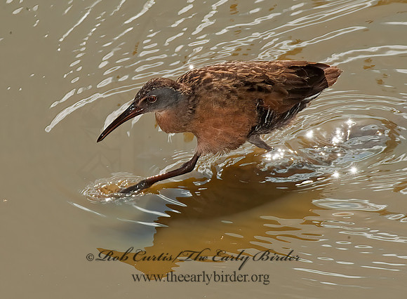 Rallus limicola  VIRGINIA RAIL 8023042z