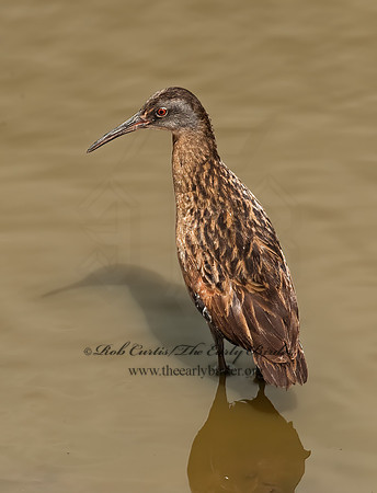 Rallus limicola  VIRGINIA RAIL 8022999z