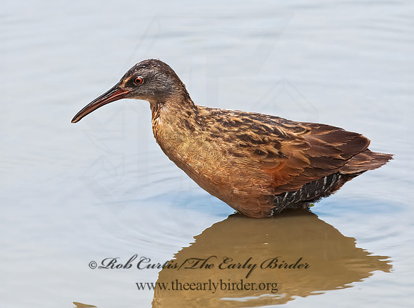 Rallus limicola  VIRGINIA RAIL 3003383z