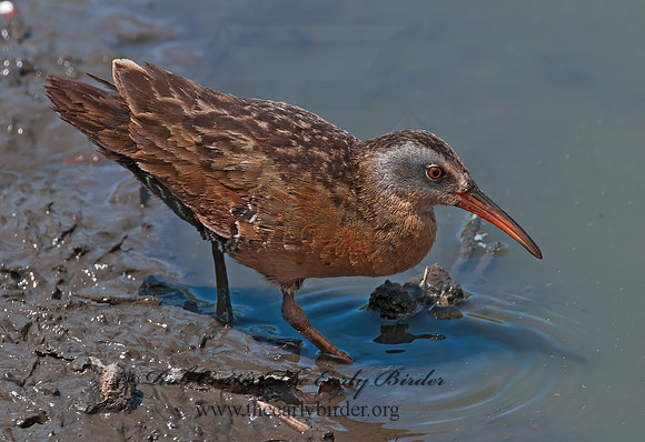 Rallus limicola  VIRGINIA RAIL 3003395z