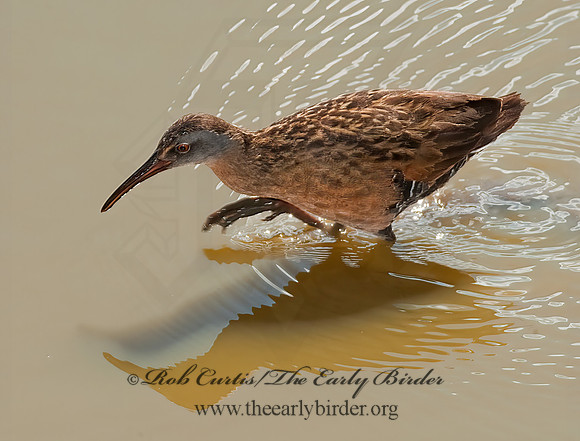 Rallus limicola  VIRGINIA RAIL 8023043z