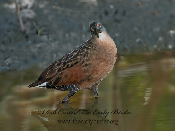 Rallus limicola  VIRGINIA RAIL 3003451z