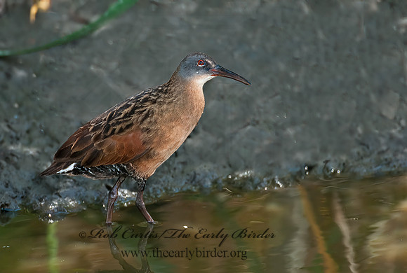 Rallus limicola  VIRGINIA RAIL 3003450z