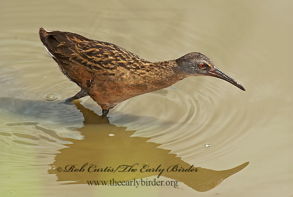Rallus limicola  VIRGINIA RAIL 8023054z