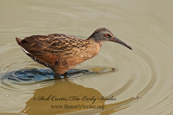 Rallus limicola  VIRGINIA RAIL 8023055z
