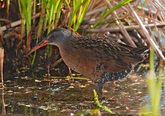 Rallus limicola  VIRGINIA RAIL 3007373z