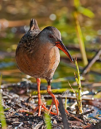 Rallus limicola  VIRGINIA RAIL 3007378z