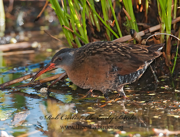 Rallus limicola  VIRGINIA RAIL 3007376z