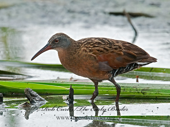 Rallus limicola  VIRGINIA RAIL 3008782z