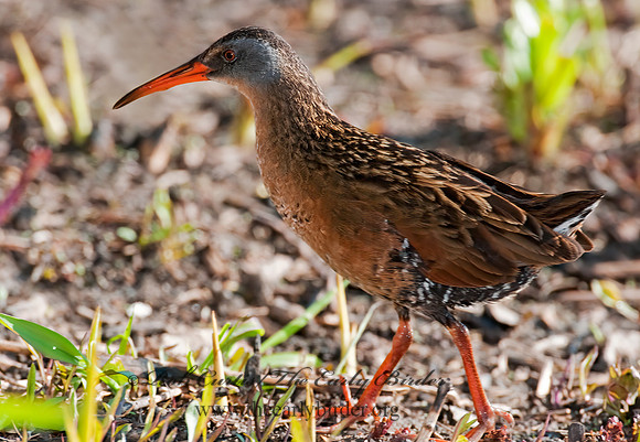 Rallus limicola  VIRGINIA RAIL 3007380z