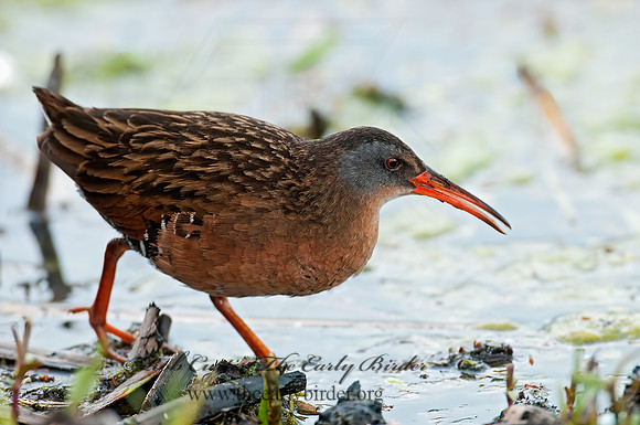 Rallus limicola  VIRGINIA RAIL 3007465z