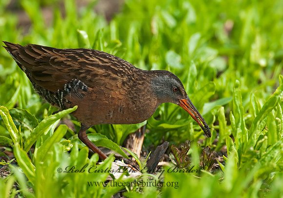 Rallus limicola  VIRGINIA RAIL 3007692z