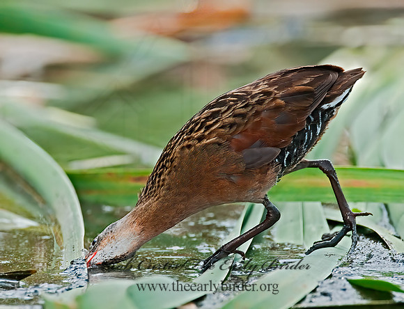 Rallus limicola  VIRGINIA RAIL 3008783z
