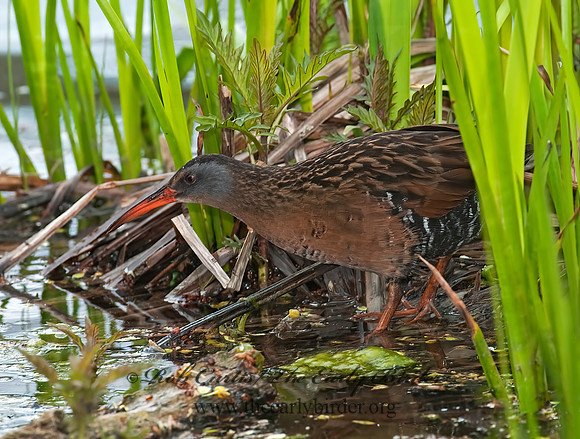 Rallus limicola  VIRGINIA RAIL 3007469z