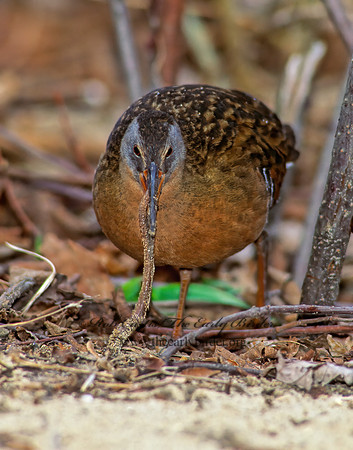 Rallus limicola  VIRGINIA RAIL 163327z